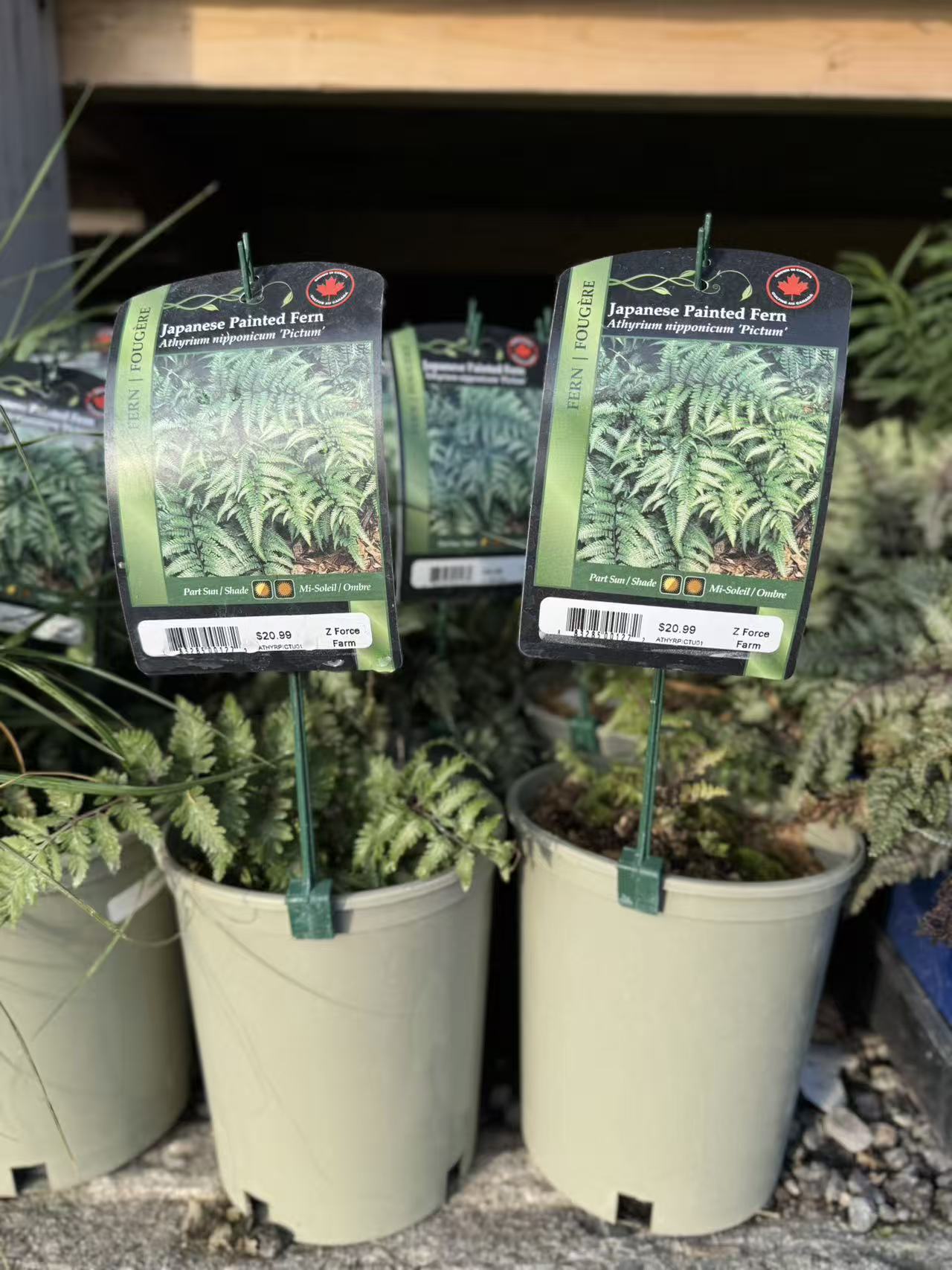 Fern 'Pictum'