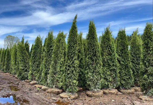 9–10 Ft Emerald Cedar (A Grade)