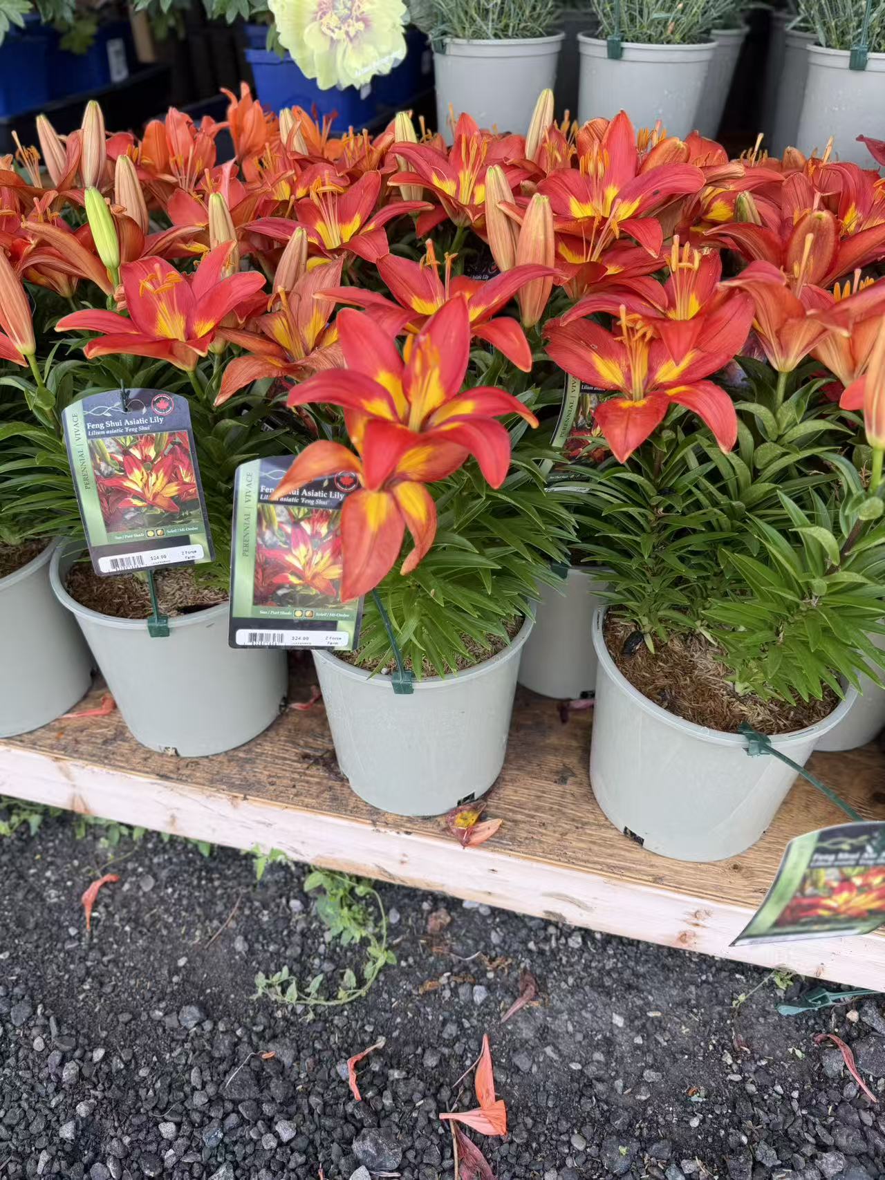 Feng Shui Asiatic Lily