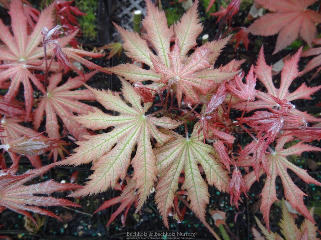 Acer palmatum Nebula
