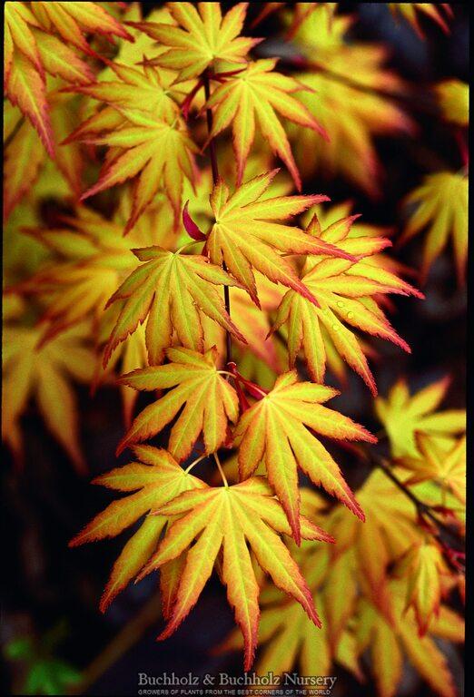 Acer Palmatum Orange Dream