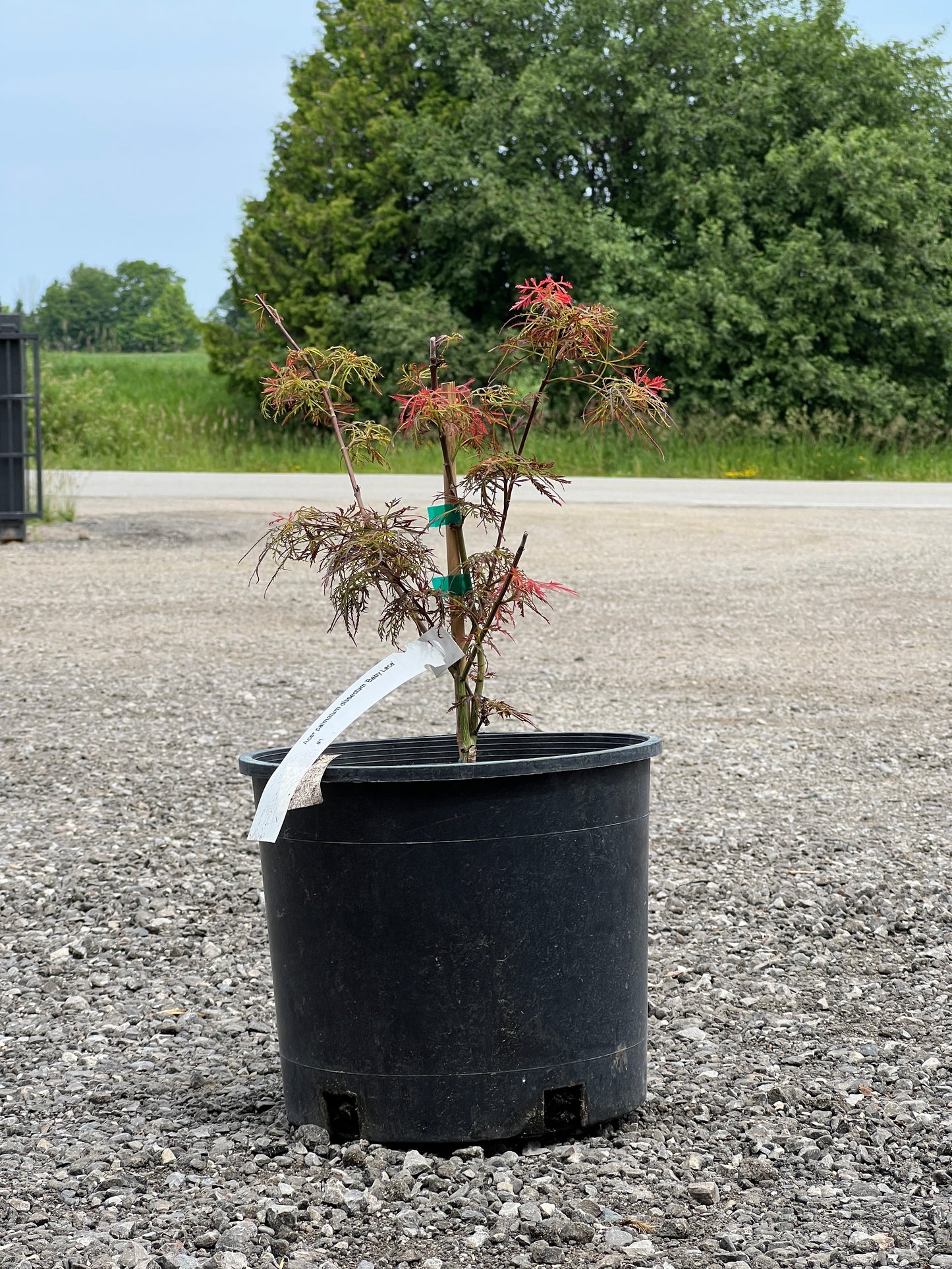 Acer Palmatum  Baby Lace