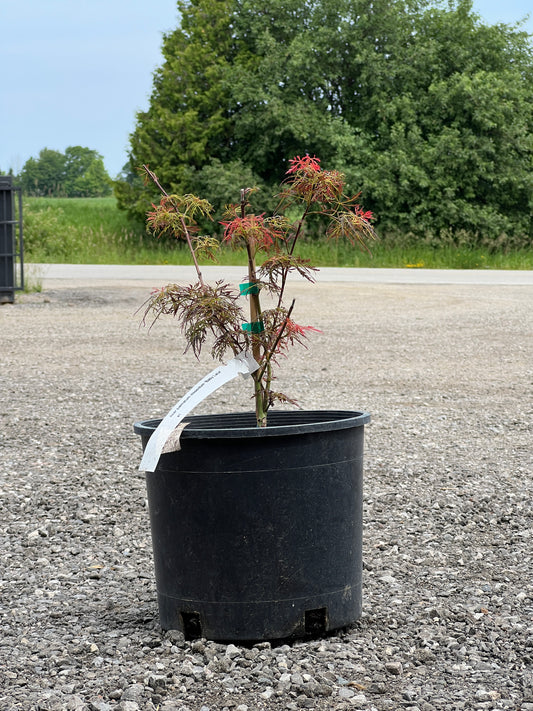 Acer Palmatum  Baby Lace