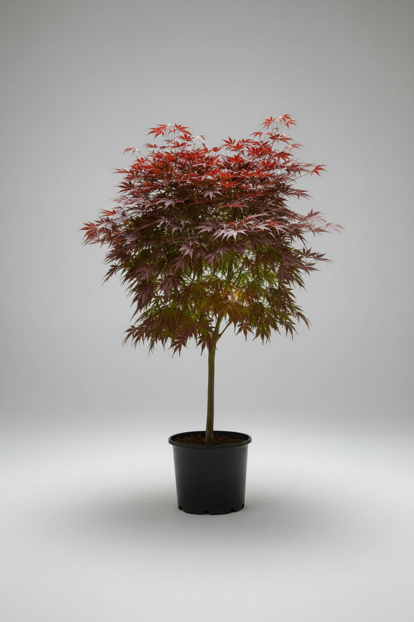 Acer palmatum Moonfire