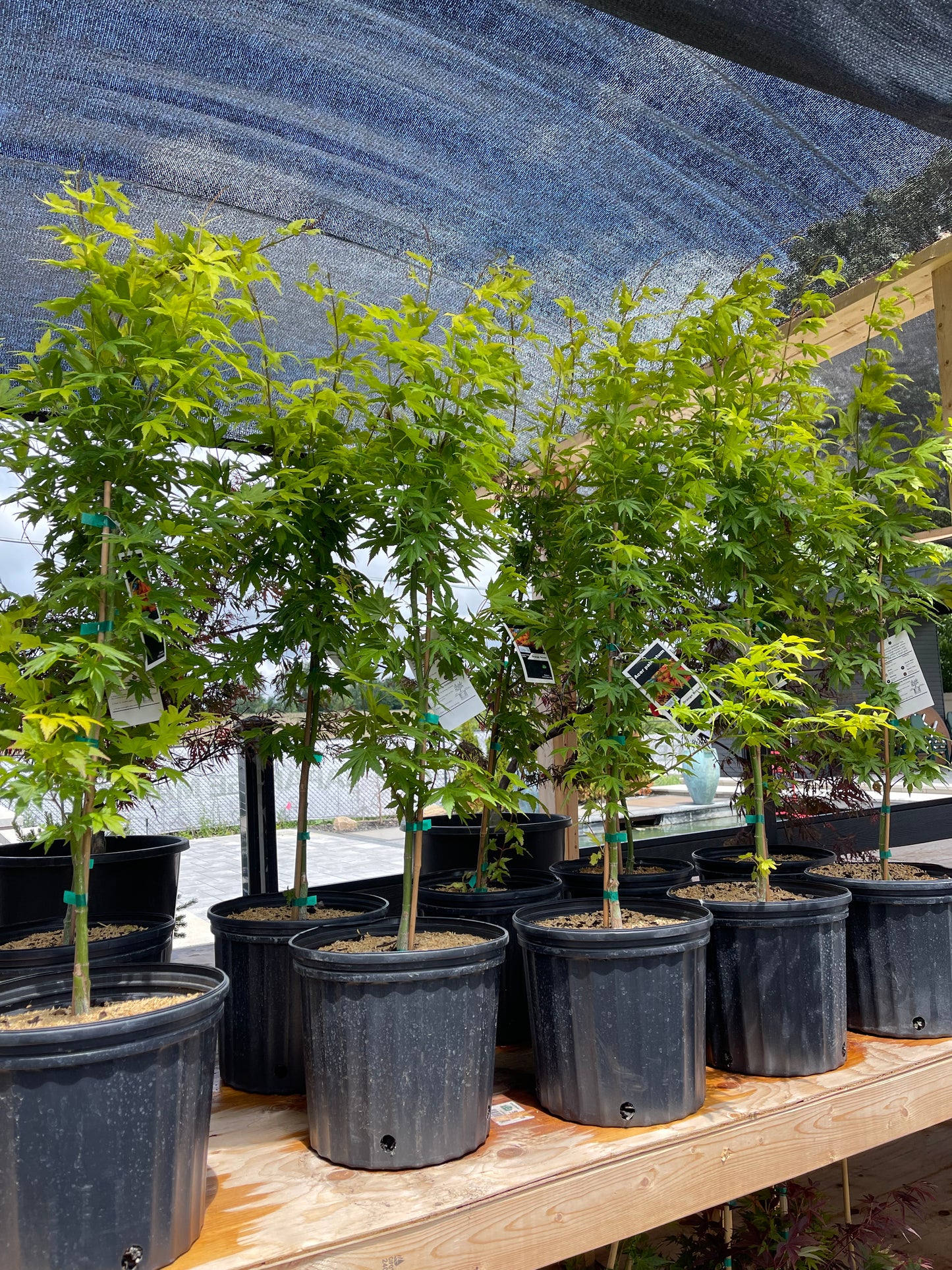 Acer Palmatum Orange Dream