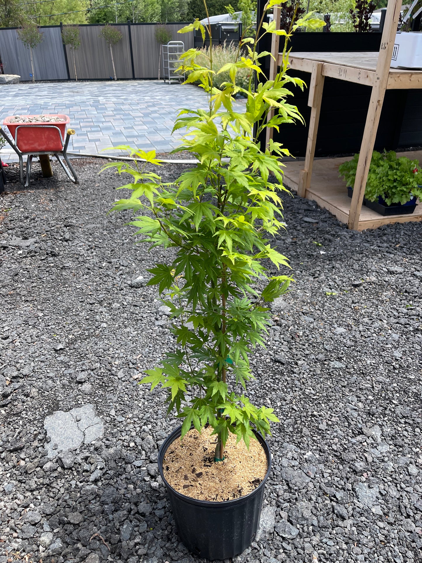 Acer Palmatum Orange Dream