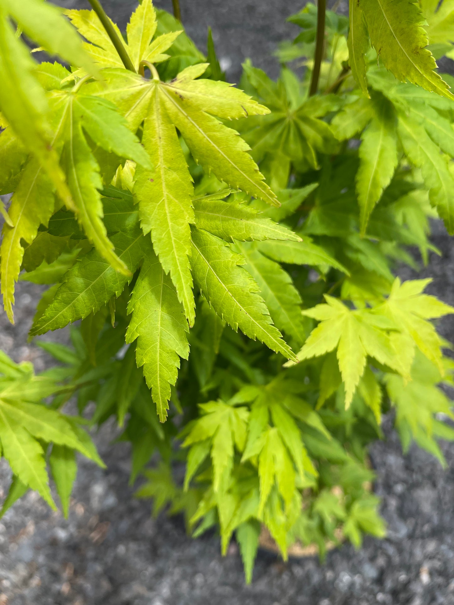 Acer Palmatum Orange Dream