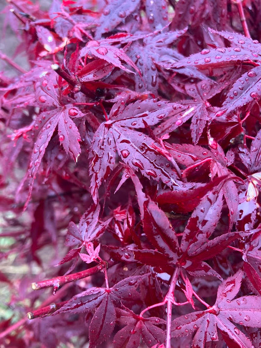 Acer Palmatum 'Hime shojo'