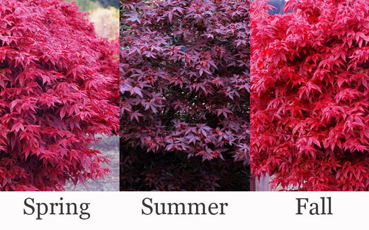 Acer Palmatum 'Hime shojo'