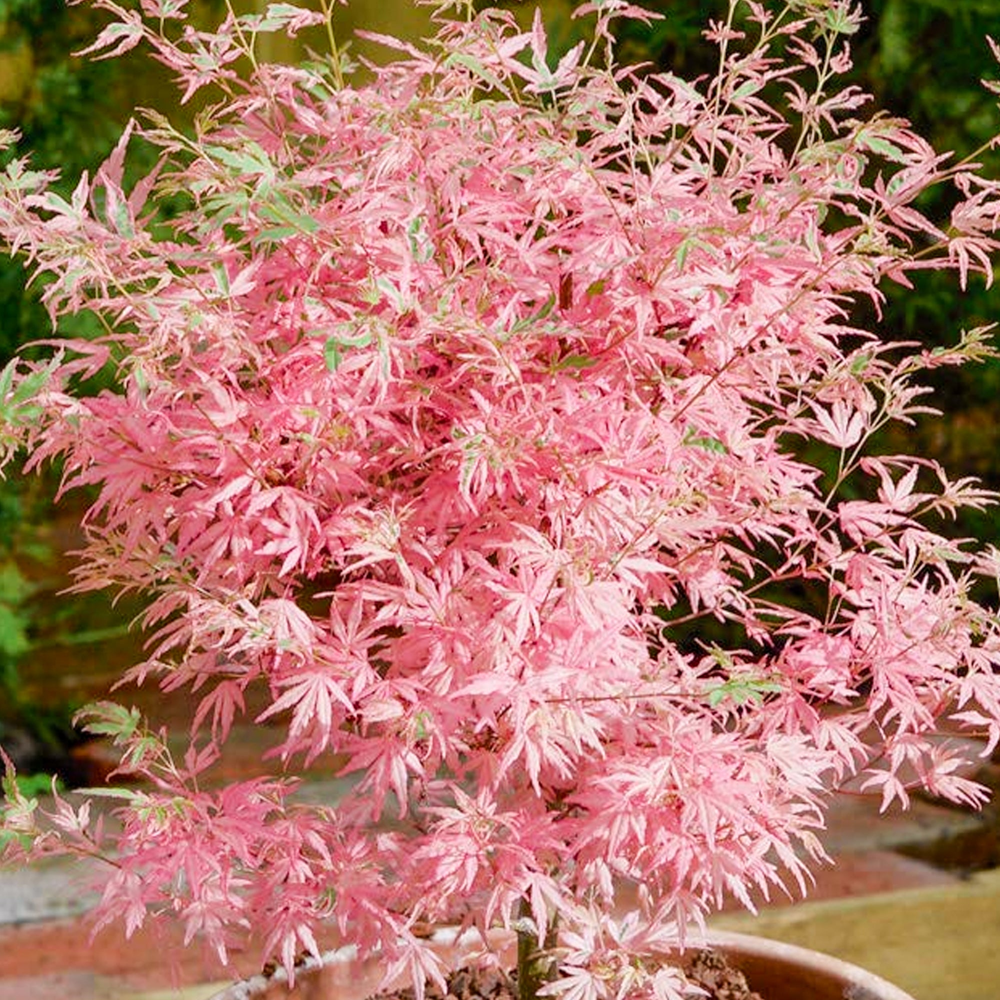 Trees for Sale Toronto | Japanese Maple, Shade & Flowering Trees