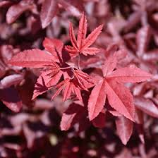 Trees for Sale Toronto | Japanese Maple, Shade & Flowering Trees