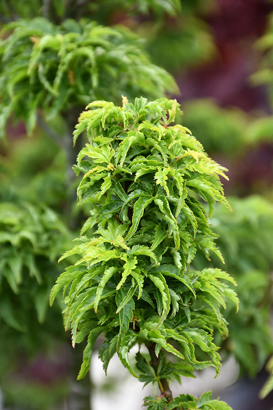 Acer Palmatum Shishigashira