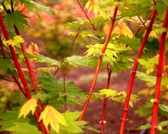 Acer Palmatum Pacific Fire