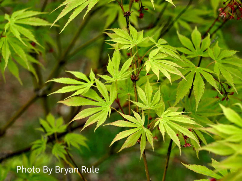 Acer palmatum Omurayama
