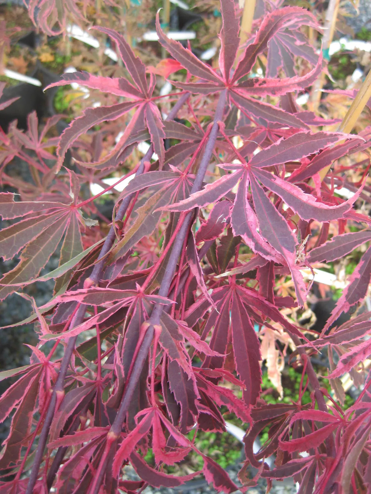 Acer palmatum Shirazz