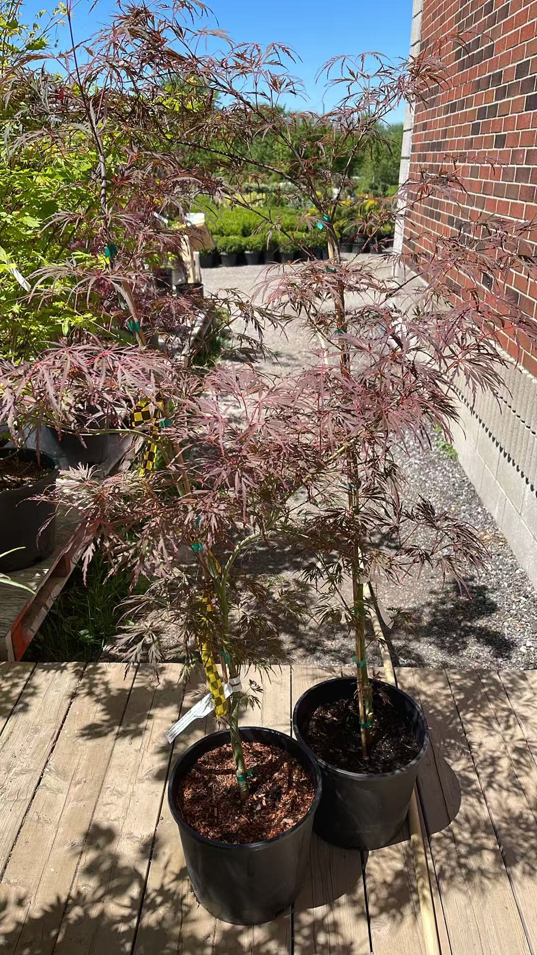 Acer palmatum dissectum Lion Heart