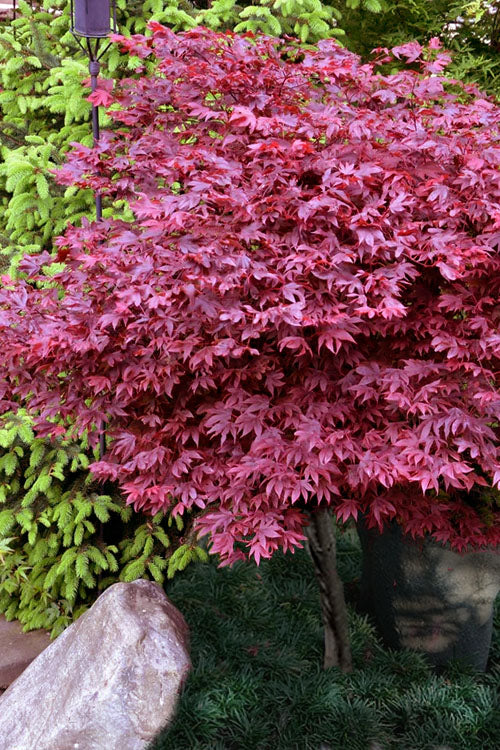 Acer palmatum Adrian's Compact