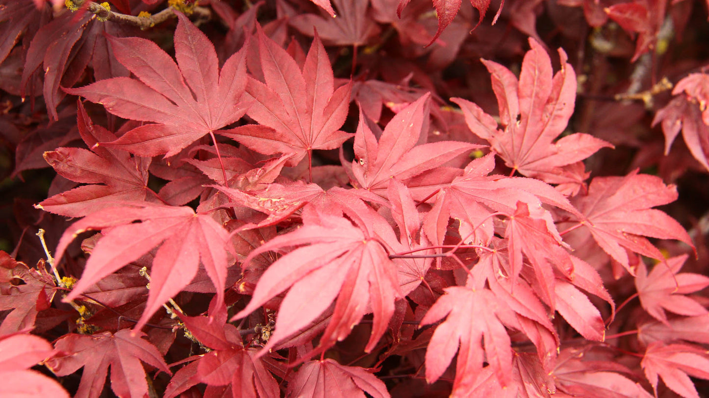 Acer palmatum Adrian's Compact