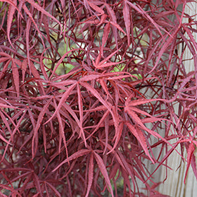 Acer palmatum Aekan ie's
