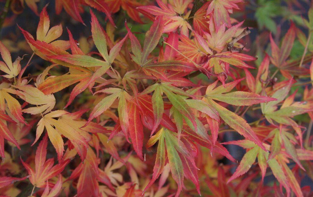 Acer palmatum Aratama