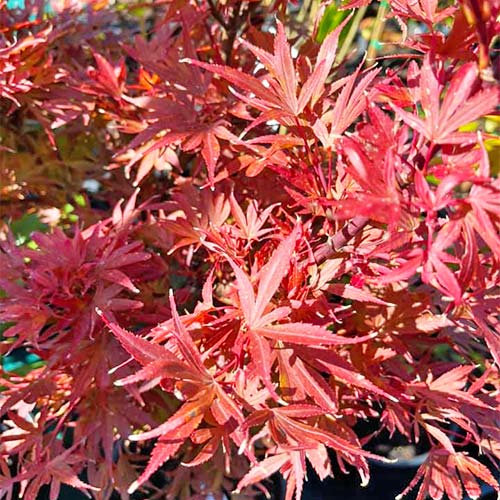 Acer palmatum Aratama