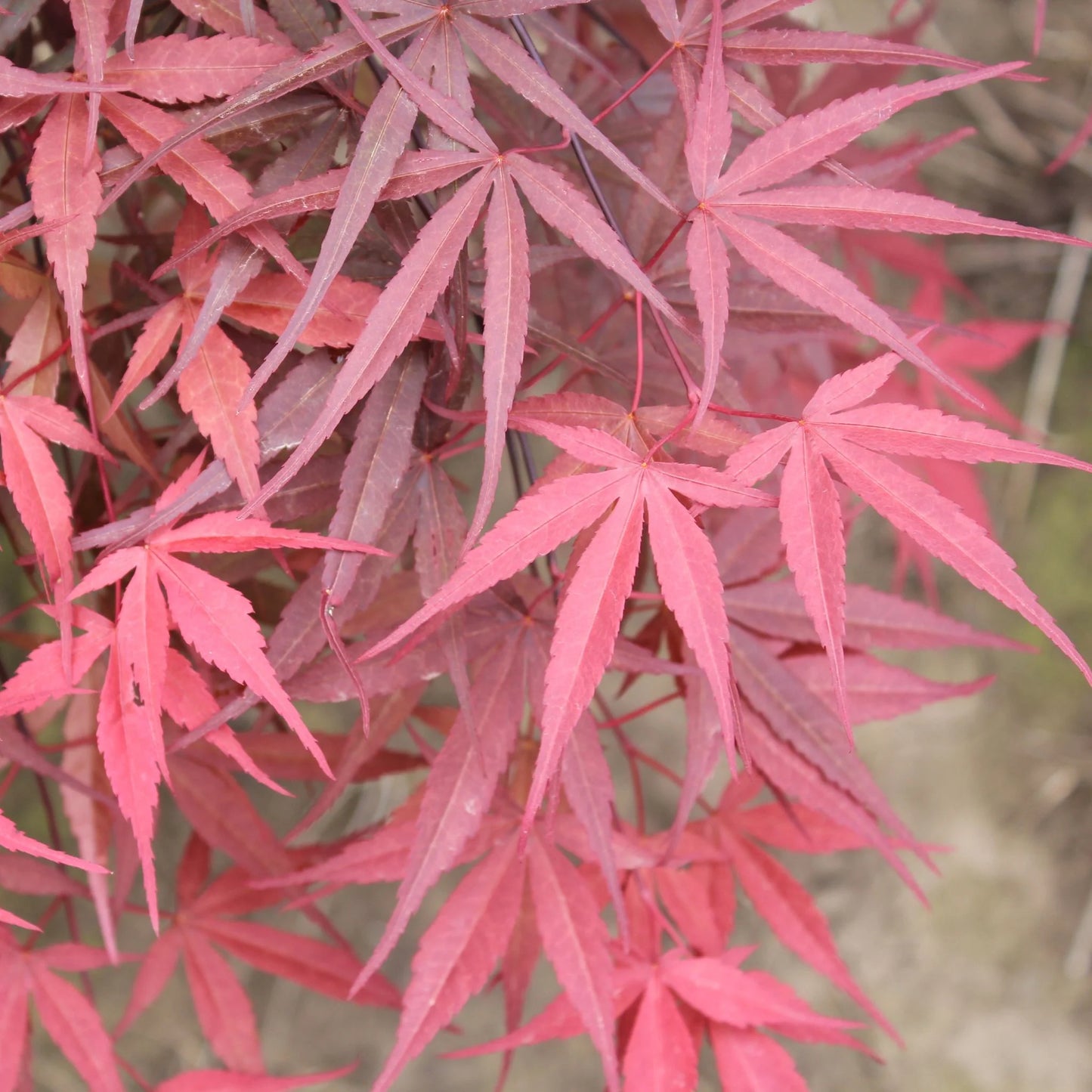 Acer palmatum Beni otake