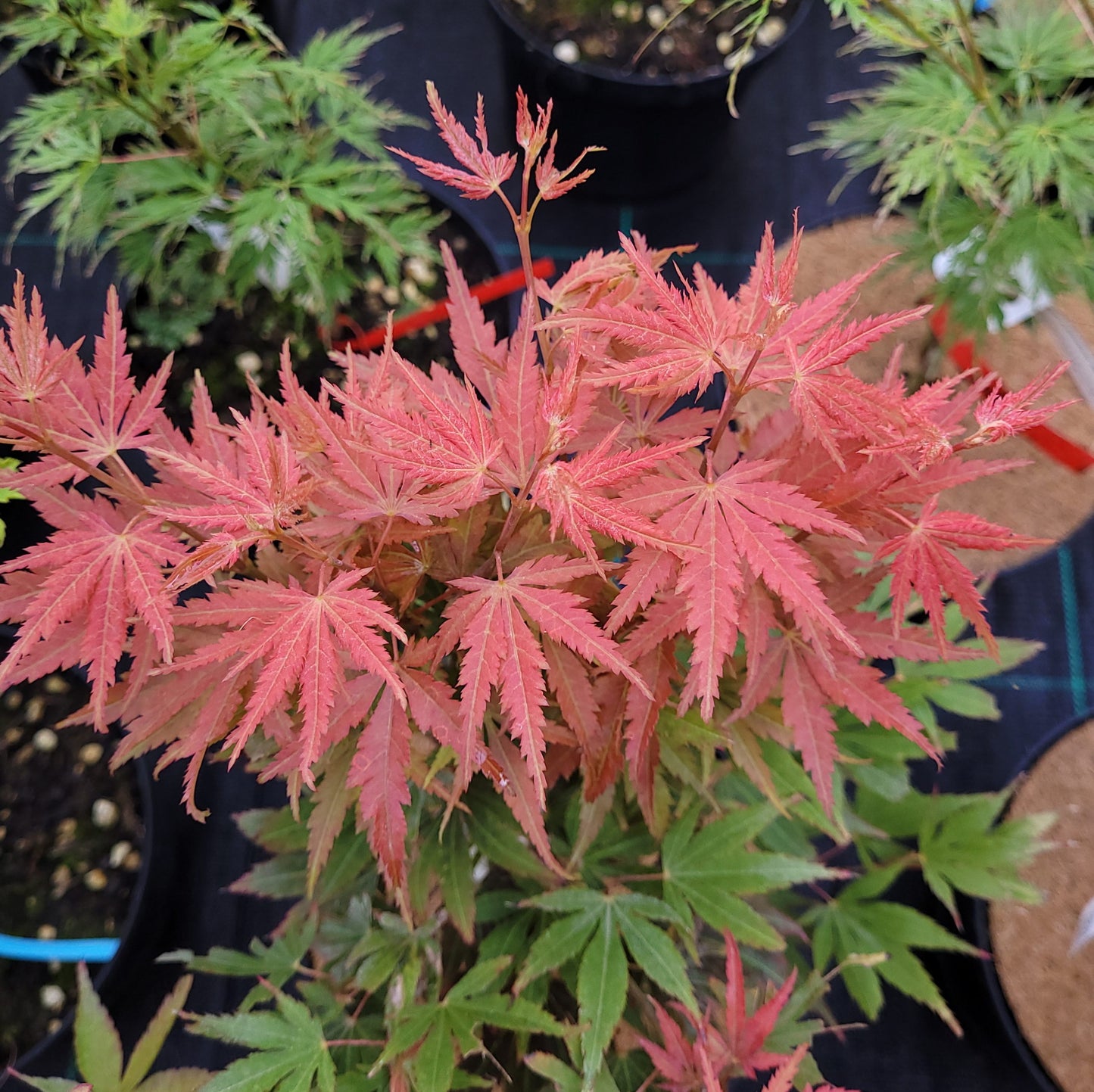 Acer palmatum Beni sazanami