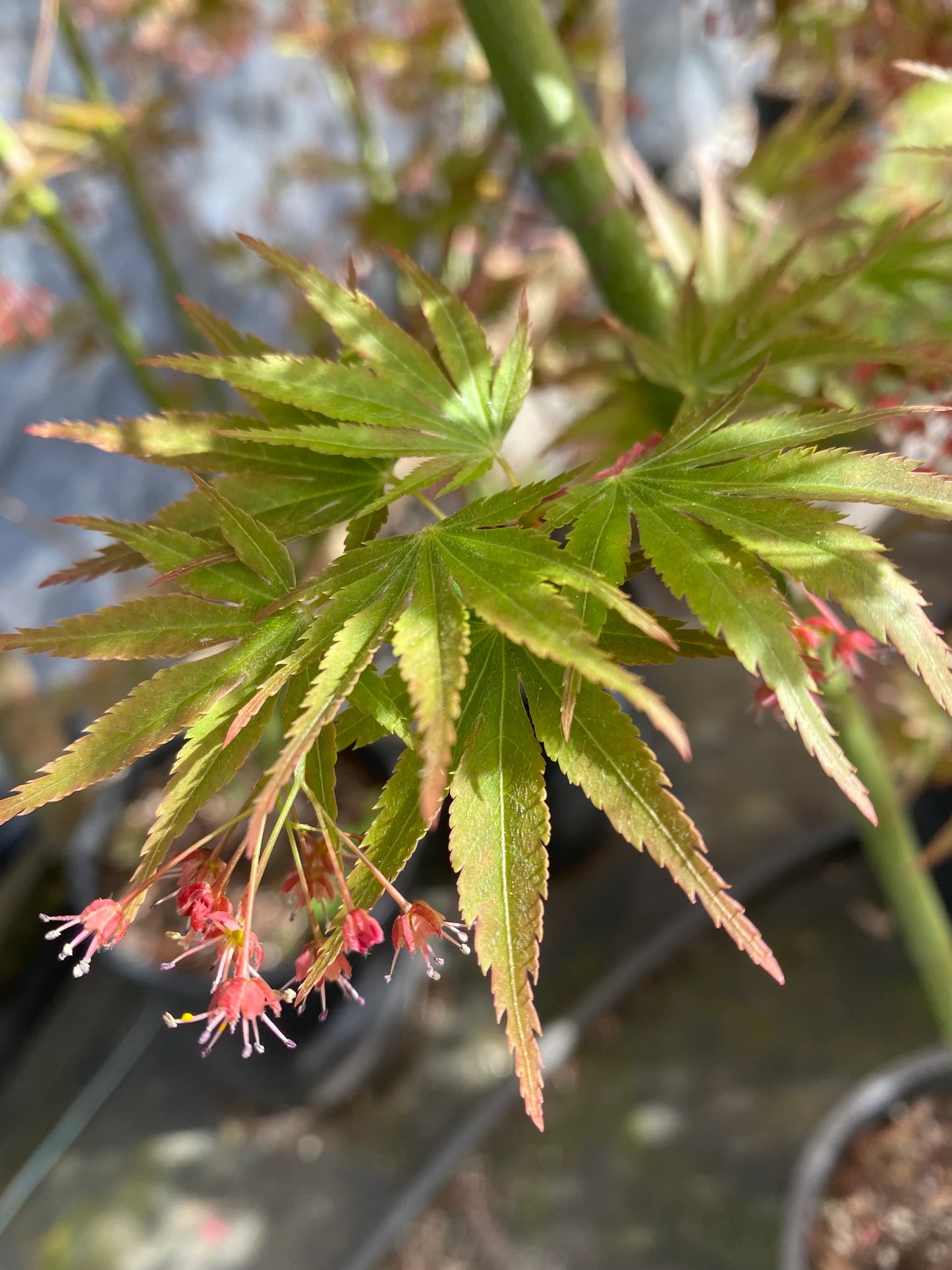 Acer palmatum Beni sazanami