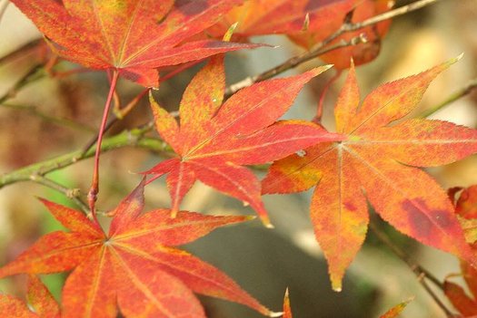 Acer palmatum Boskoop Glory