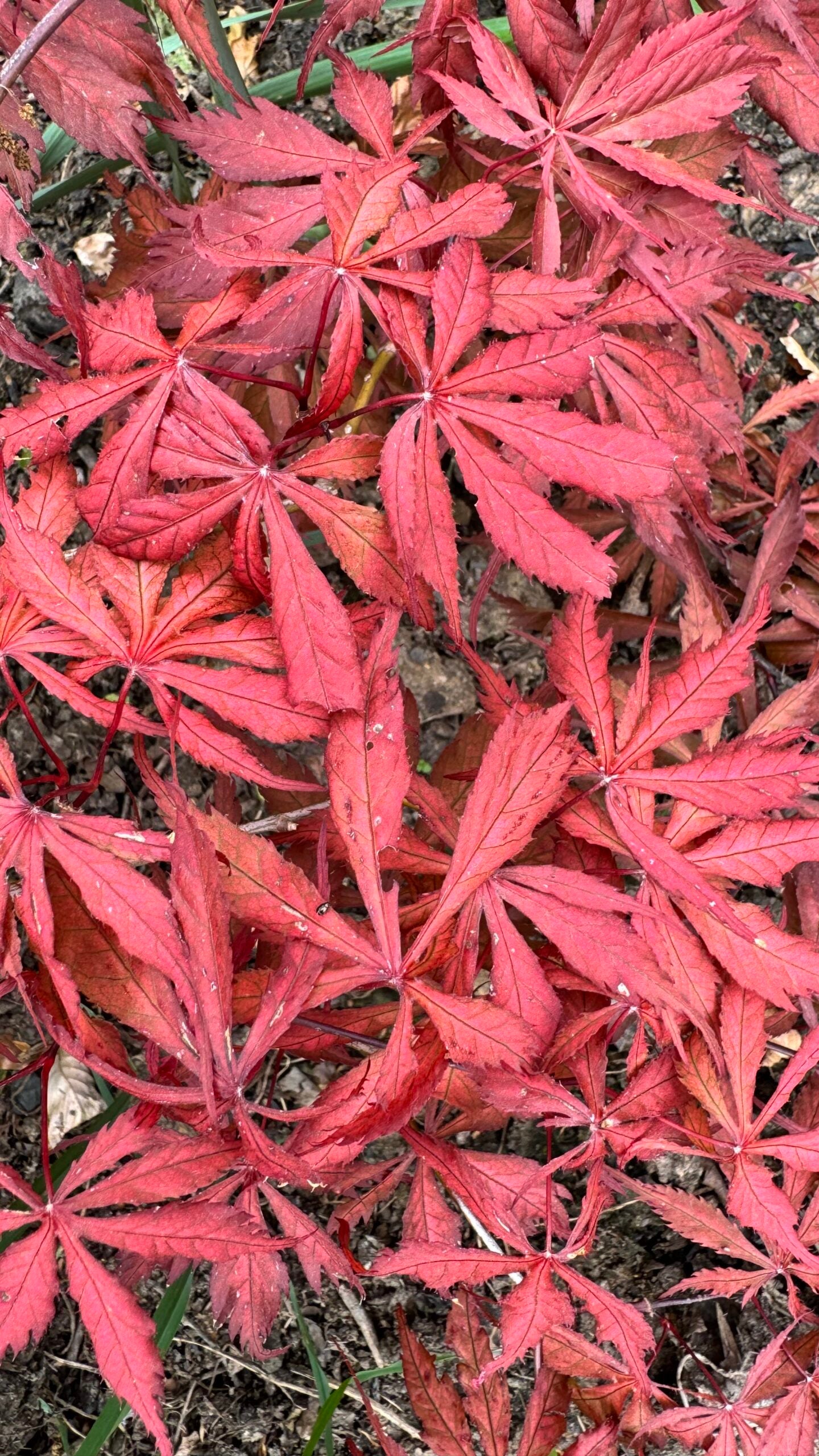 Acer palmatum Earthfire