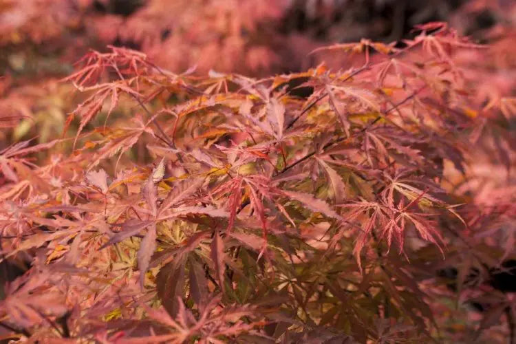 Acer palmatum Earthfire