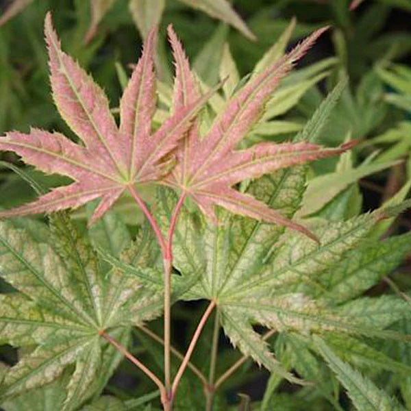 Acer palmatum Gaki no sugi