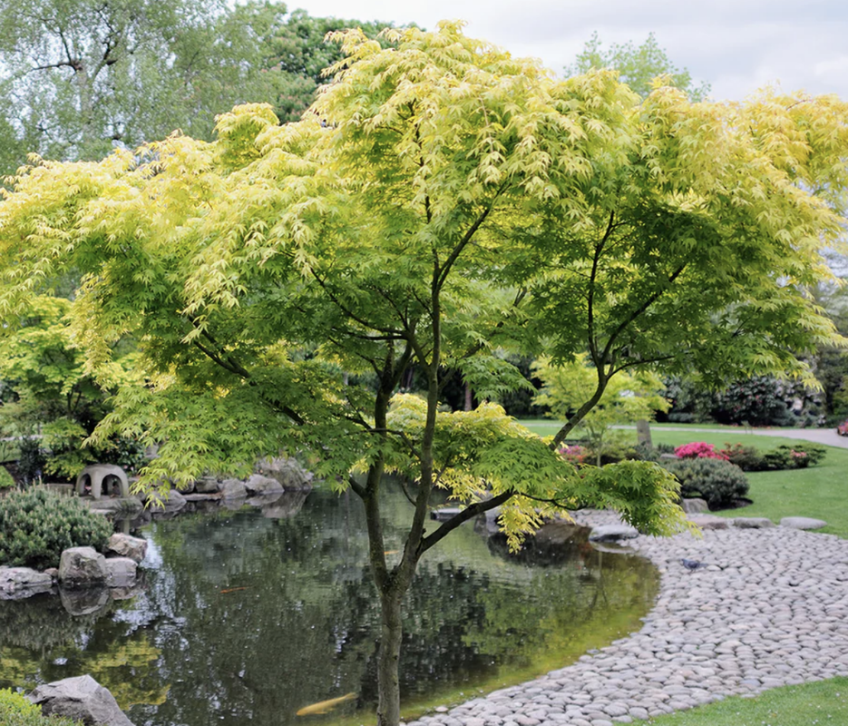 Acer palmatum Green Japanese Maple