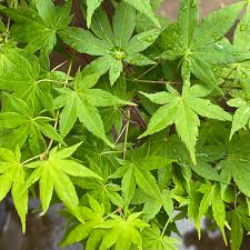 Acer palmatum Green Japanese Maple