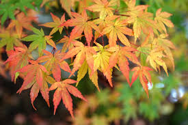 Acer palmatum Green Japanese Maple