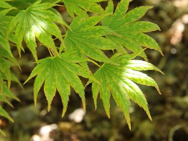 Acer palmatum Green elf