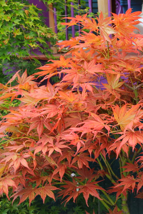 Acer palmatum Iijima sunago
