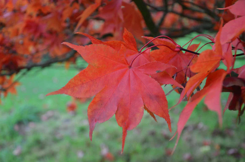 Acer palmatum Korean gem