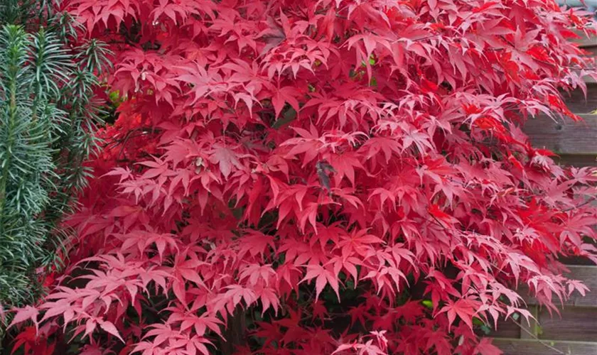 Acer palmatum Korean gem