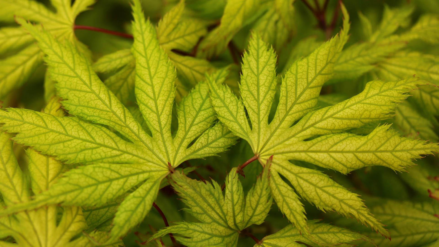 Acer palmatum Koyuki