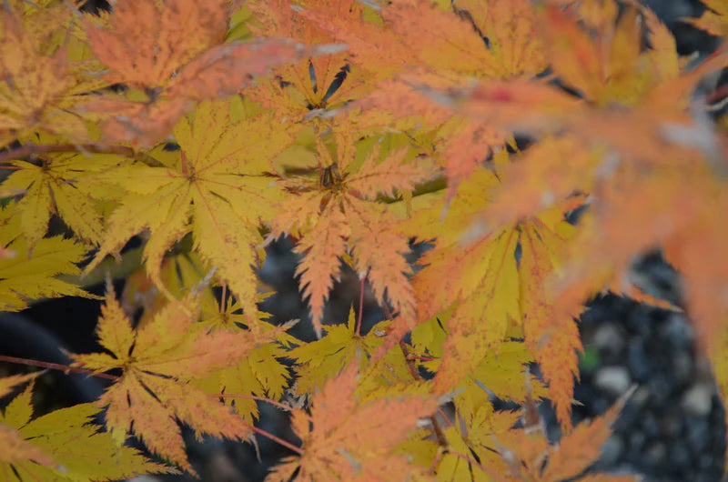 Acer palmatum Koyuki