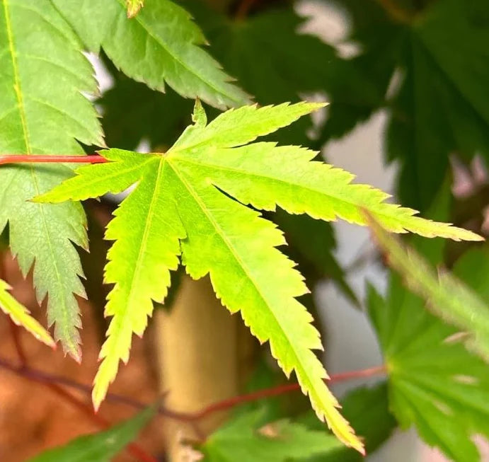 Acer palmatum Limelight