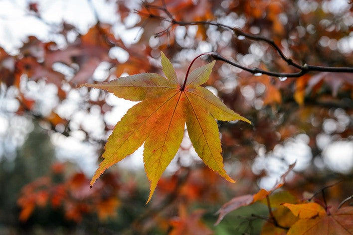 Acer palmatum Matsumurae