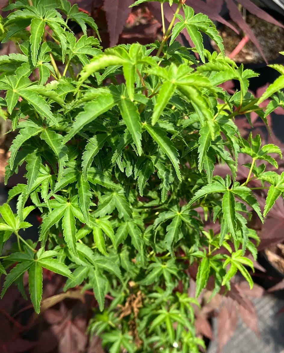 Acer palmatum Mejishi