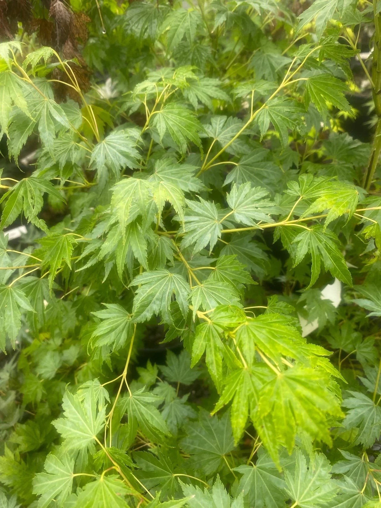 Acer palmatum Mimaye