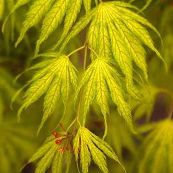 Acer palmatum Miwa
