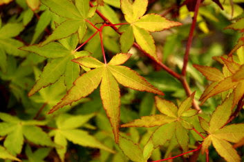 Acer palmatum Mizuho beni