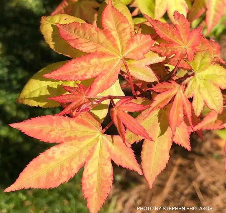 Acer palmatum Mon zukushi