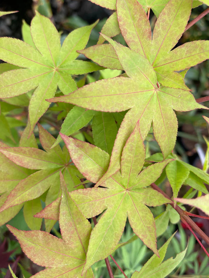 Acer palmatum Mon zukushi