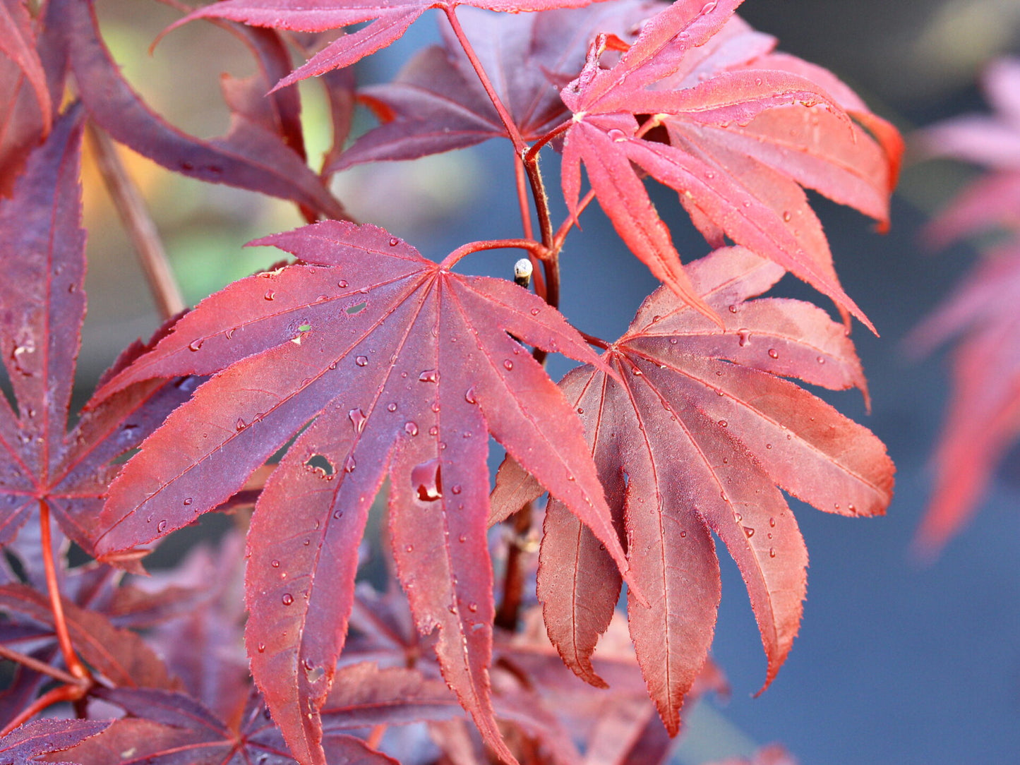 Acer palmatum Moonfire